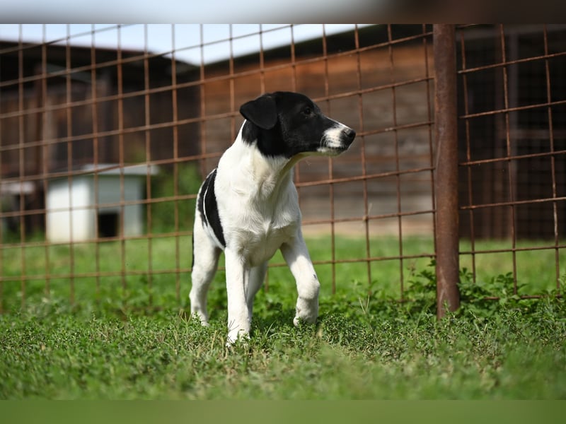 Domino sucht ein Zuhause
