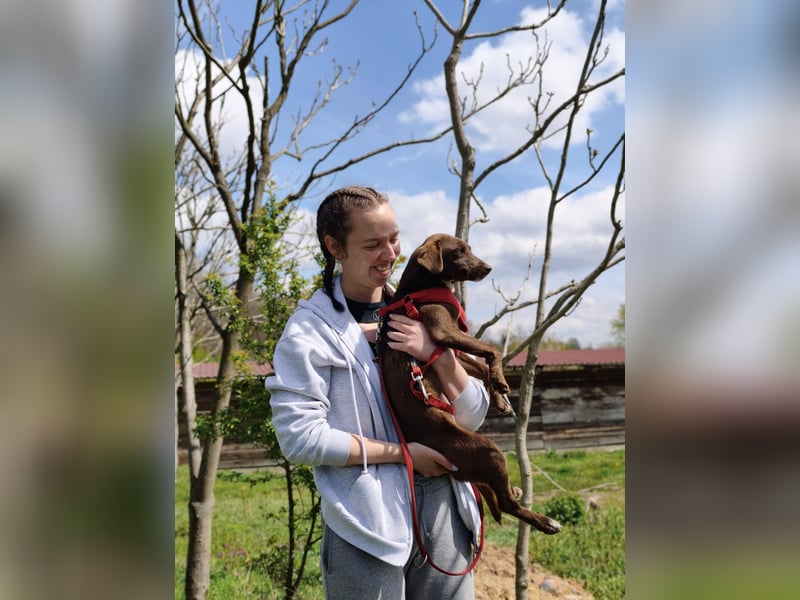 Astra - Sanfte und sehr freundliche Hündin sucht ihr Für-immer-Zuhause