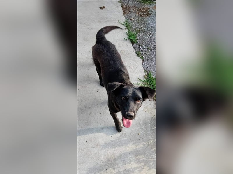 Loki, liebenswertes Hundemädchen sucht ein Zuhause