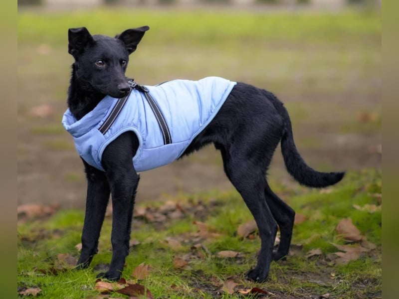 Aaron, aktiver Sonnenschein sucht sein Für-immer-Zuhause