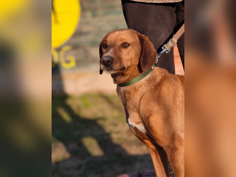 Cezar - ruhiger, freundlicher Begleiter sucht ein sicheres Zuhause