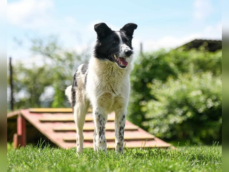 Pluto sucht ein Zuhause