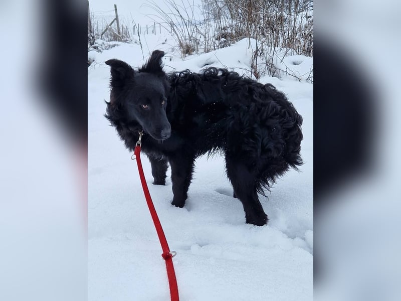 Tom - kluger Junghund möchte Teil einer Familie werden
