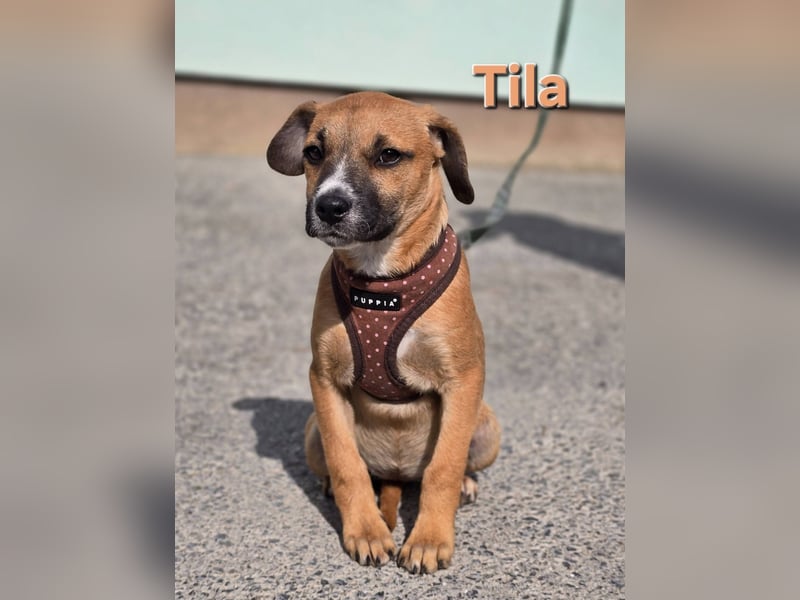 Tila, bildhübsches, verspieltes Hundebaby