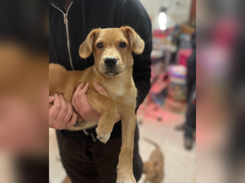 Yoda sucht seine eigene Familie