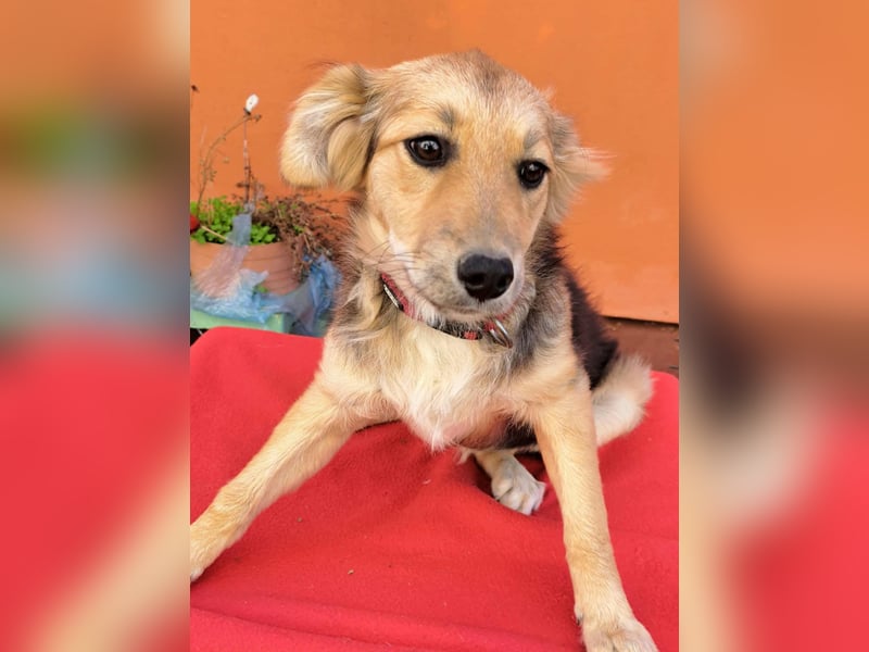 Naya - junge Hündin sucht ein dauerhaftes Zuhause