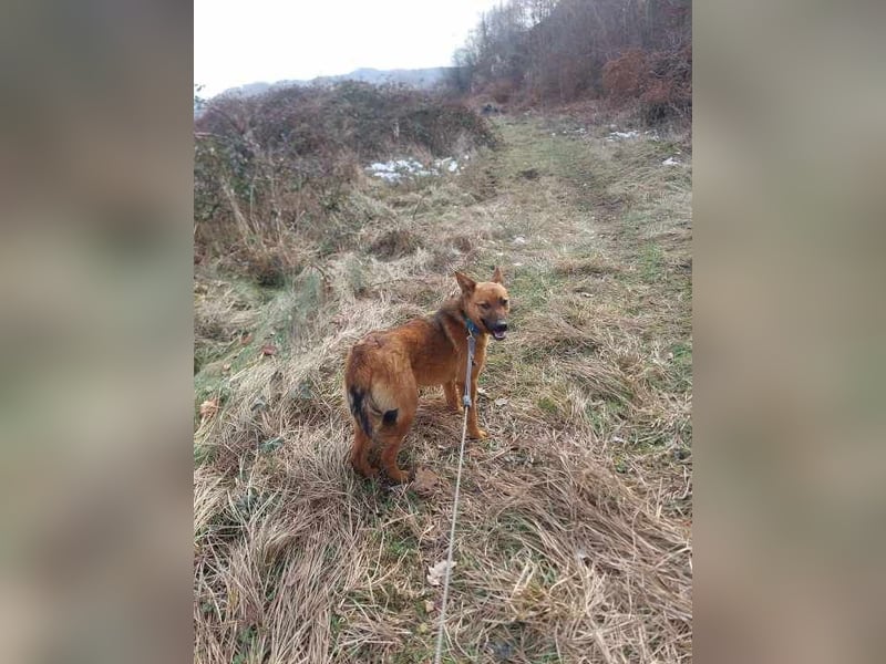 Molly - freundliche und ausgeglichene Mischlingshündin sucht ihr Zuhause