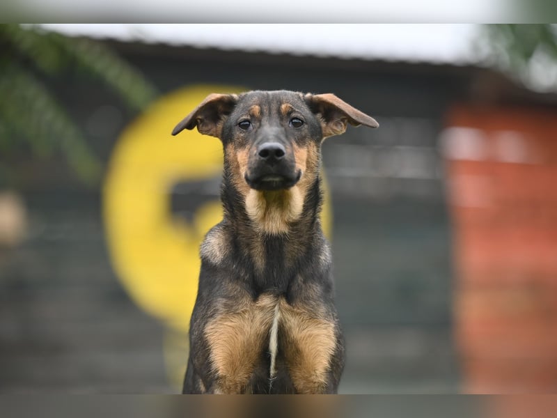 Willow - Zarte Seele sucht ein liebevolles Zuhause