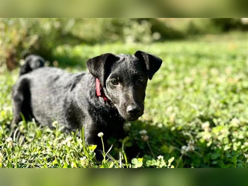 Nova, kleines Hundemädchen sucht ein Zuhause