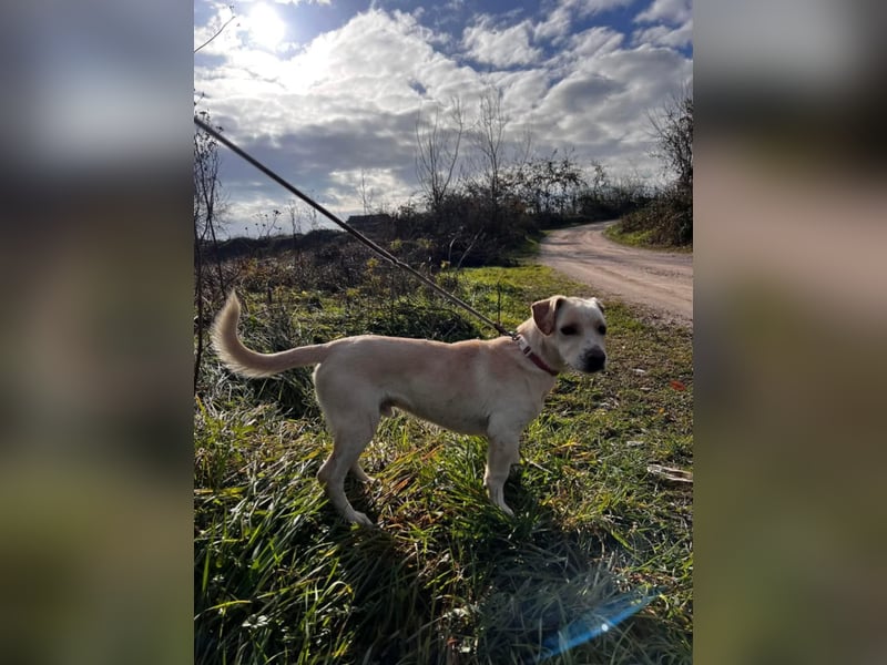 Aramis, charmant und intelligent