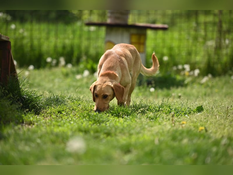 Ruby - junge Mischlingshündin sucht aktives und liebevolles Zuhause