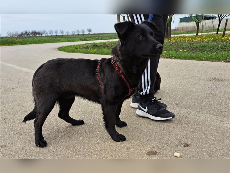 Loki, liebenswertes Hundemädchen sucht ein Zuhause