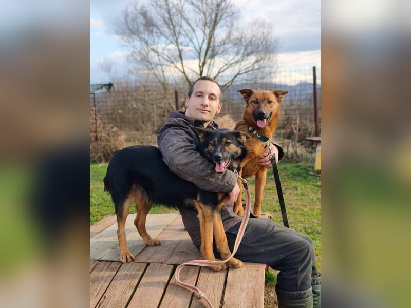 Molly - freundliche und ausgeglichene Mischlingshündin sucht ihr Zuhause