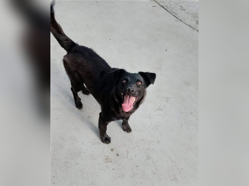 Loki, liebenswertes Hundemädchen sucht ein Zuhause