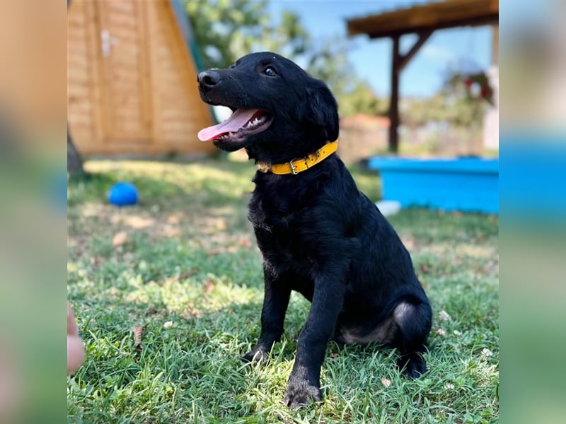 Indy, kleiner Hundejunge sucht ein Zuhause