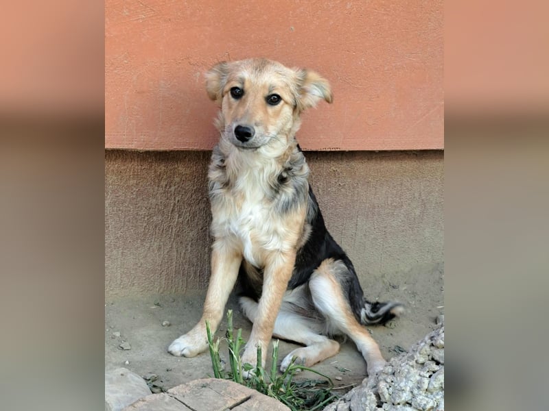 Naya - junge Hündin sucht ein dauerhaftes Zuhause