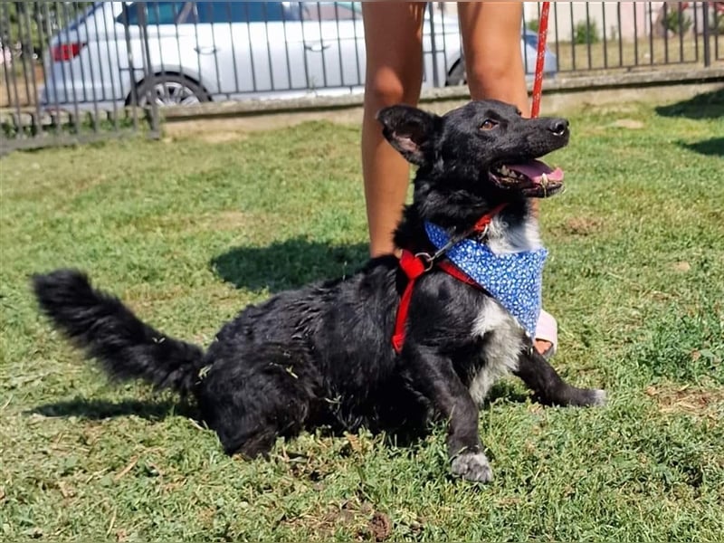 Riki sucht ein Zuhause