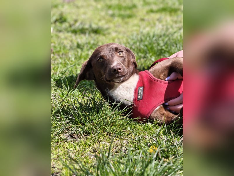 Astra - Sanfte und sehr freundliche Hündin sucht ihr Für-immer-Zuhause