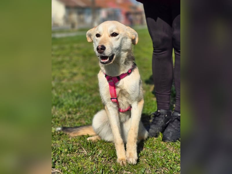 KORAL - liebevolle und aktive Hündin sucht ihr Zuhause