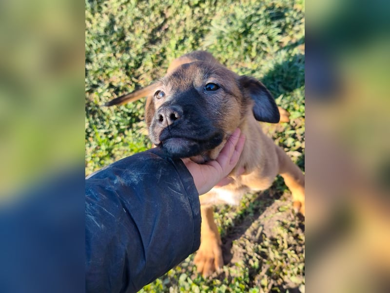 Sammi - kleiner Herzensbrecher sucht großes Glück