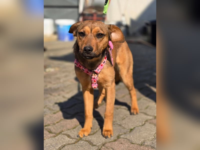 Maila sucht ihr Für-immer-Zuhause