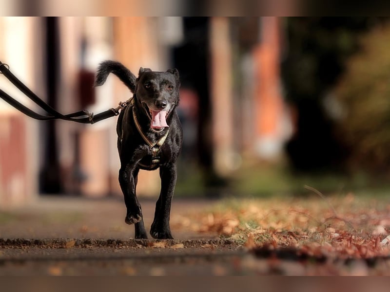 Ilse - intelligente, sportliche Hündin auf der Suche nach ihrer Familie