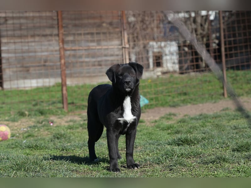 Scooby - fröhlicher kleiner Herzensbrecher sucht sein Zuhause