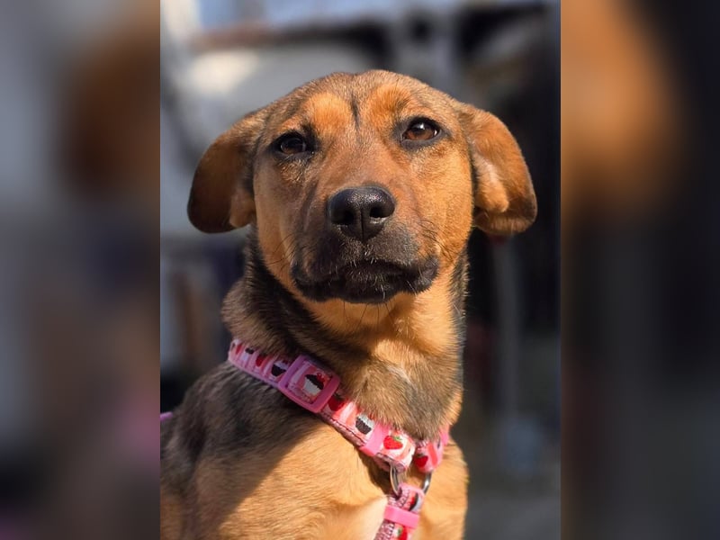 Maila sucht ihr Für-immer-Zuhause