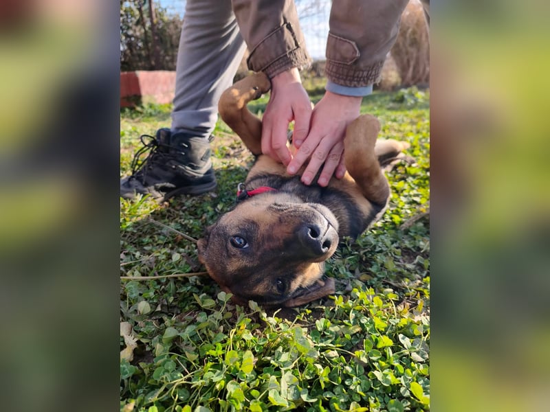 Willow - Zarte Seele sucht ein liebevolles Zuhause