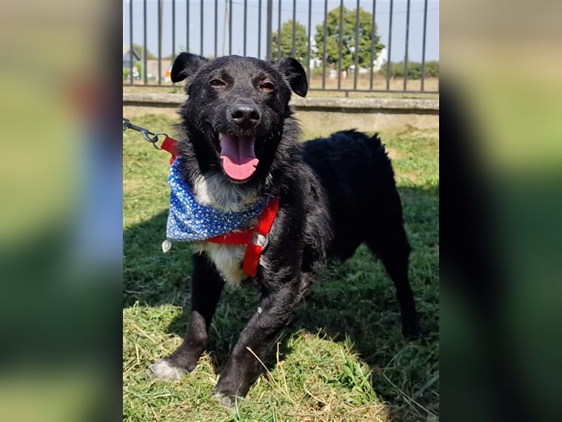 Riki sucht ein Zuhause