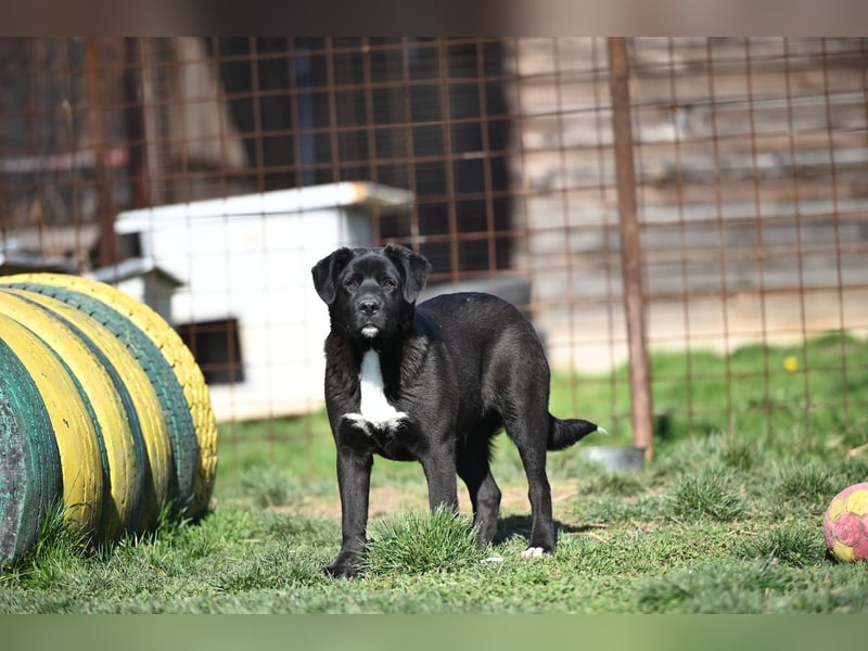 Scooby - fröhlicher kleiner Herzensbrecher sucht sein Zuhause