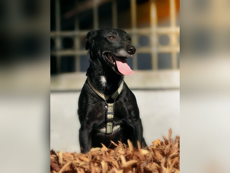 Ilse - intelligente, sportliche Hündin auf der Suche nach ihrer Familie