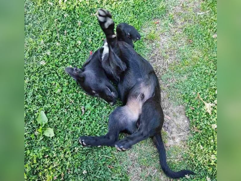 Lucky sucht ein Zuhause