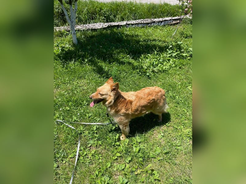 Ozzu - ein Sonnenschein auf vier Pfoten sucht sein Für-immer-Zuhause