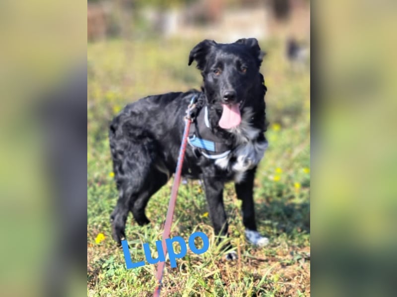 Lupo sucht ein liebevolles Zuhause