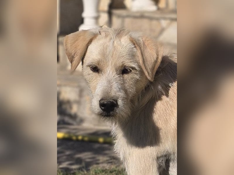 Nino,  supernetter Terriermischling