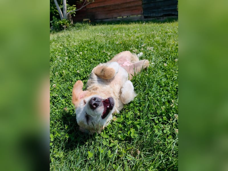 Nastia sucht ihr Für-immer-Zuhause