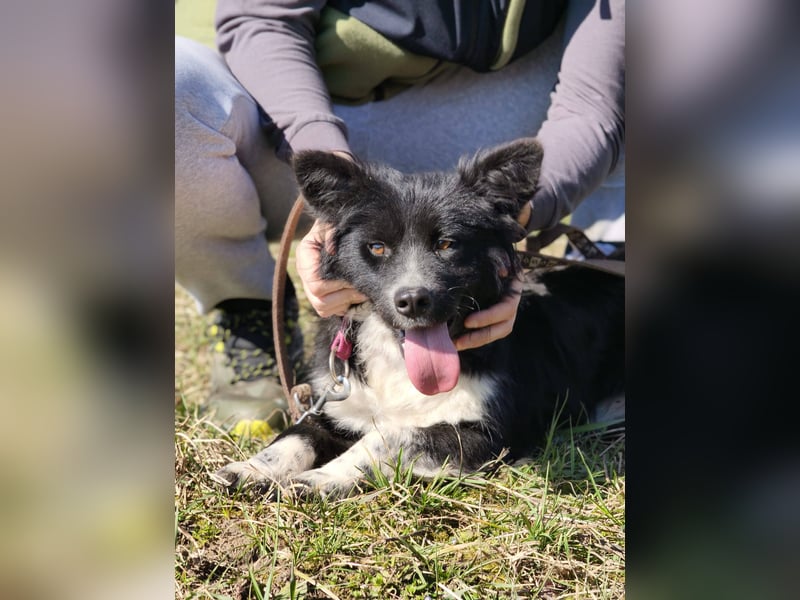 Kaya - Sanfte Seele sucht ihr Für-immer-Zuhause