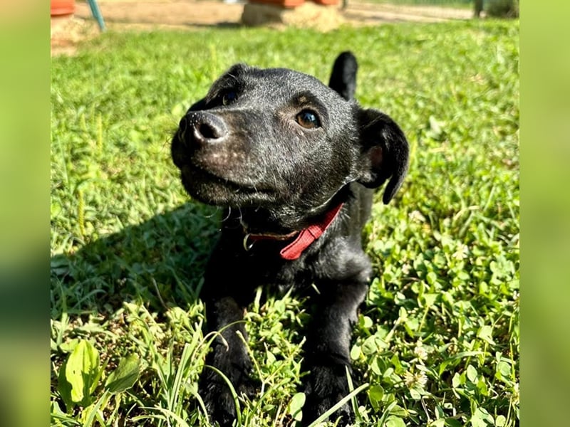 Nova, kleines Hundemädchen sucht ein Zuhause