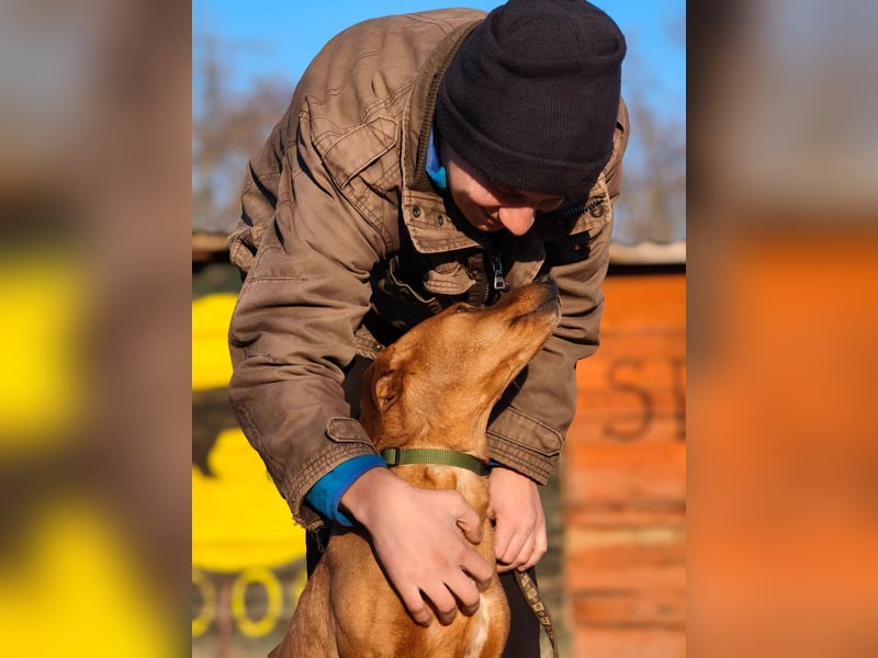 Cezar - ruhiger, freundlicher Begleiter sucht ein sicheres Zuhause