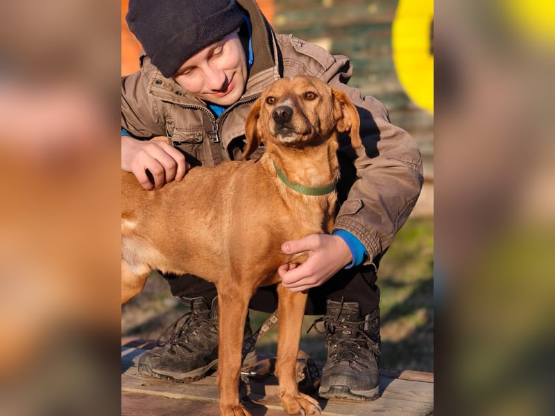 Cezar - ruhiger, freundlicher Begleiter sucht ein sicheres Zuhause