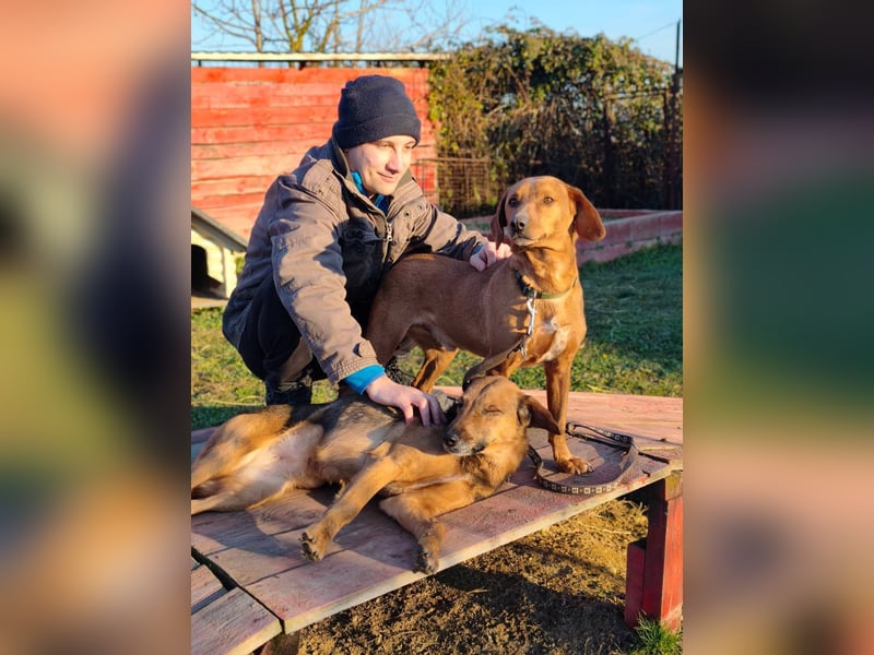 Cezar - ruhiger, freundlicher Begleiter sucht ein sicheres Zuhause