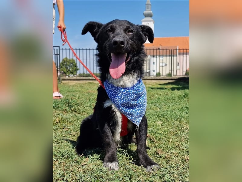 Riki sucht ein Zuhause