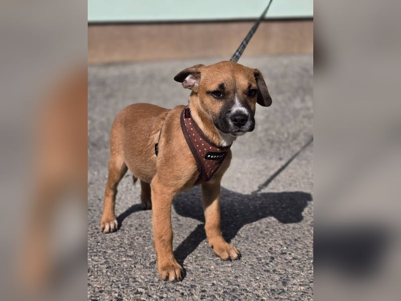 Tila, bildhübsches, verspieltes Hundebaby