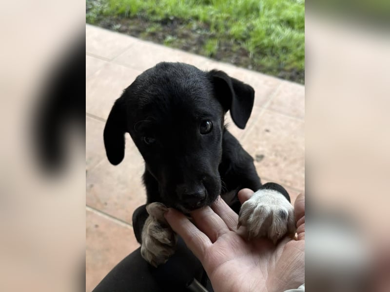 Herzenshund Lisa möchte ankommen