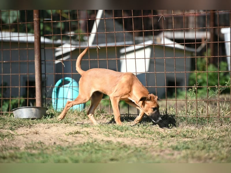 Tala - ein fröhliches Hundemädchen auf der Suche nach ihrer Familie