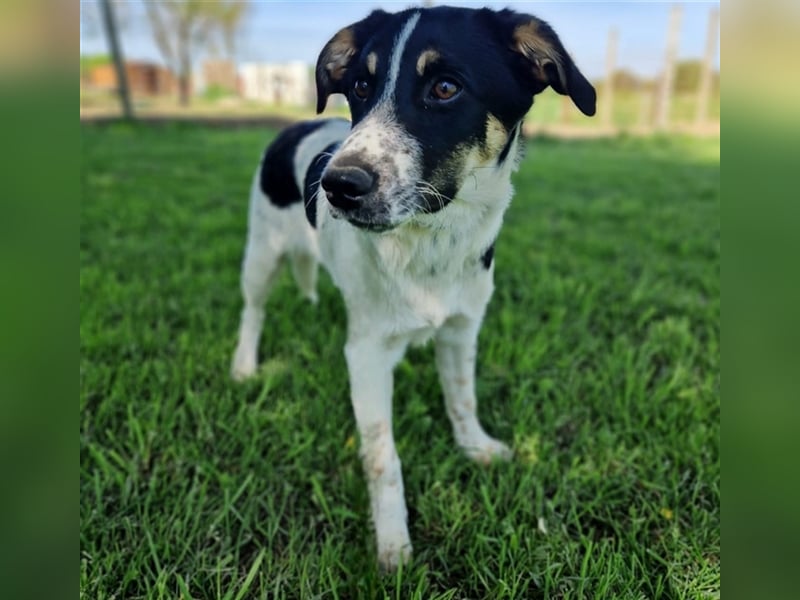 Lisa sucht ein Zuhause