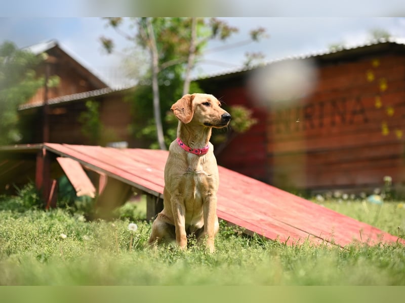 Ruby - junge Mischlingshündin sucht aktives und liebevolles Zuhause