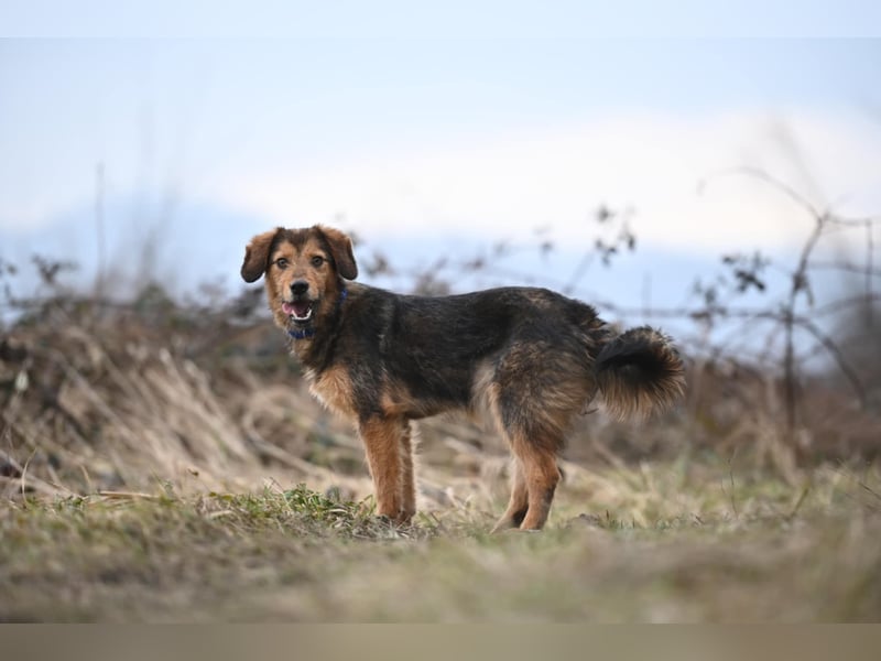 Charlie - freundlicher, sanfter Begleiter auf der Suche nach einem Zuhause
