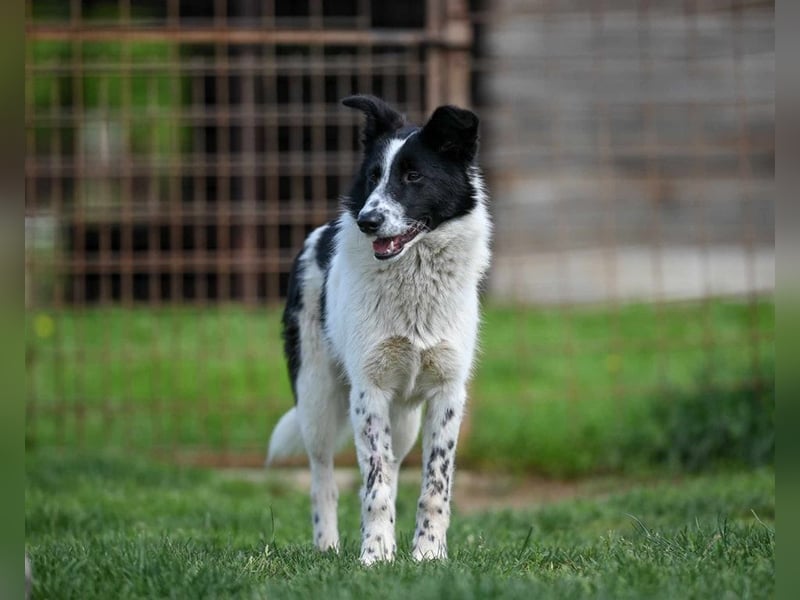 Pluto sucht ein Zuhause